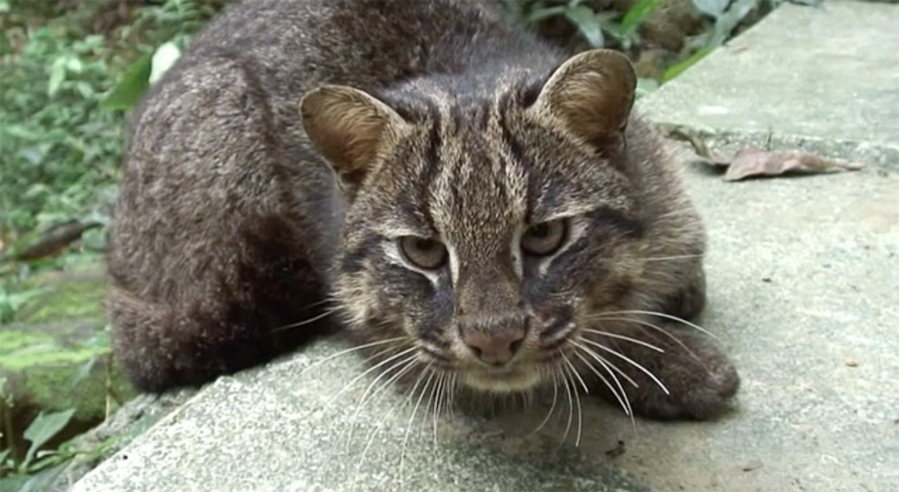 イリオモテヤマネコ